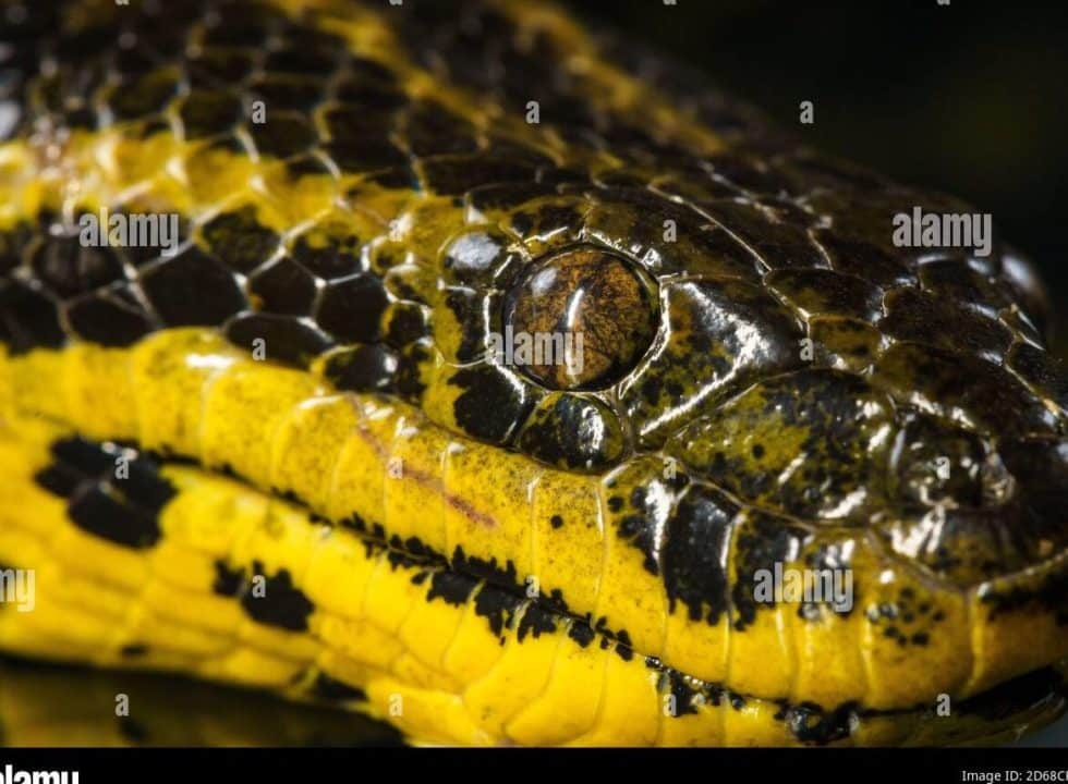 Descubre El Significado Oculto De Soñar Con Anacondas Amarillas 4351