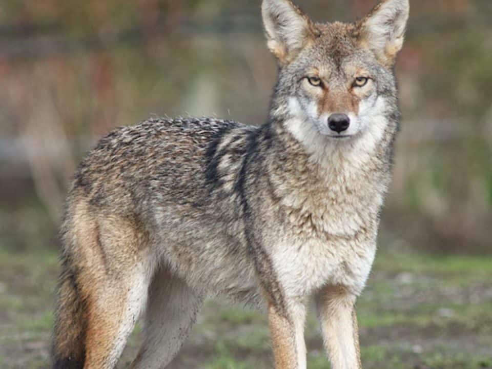 coyotes quieren