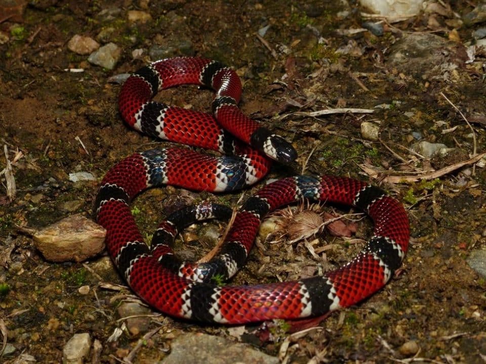 culebra roja