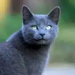 gato gris