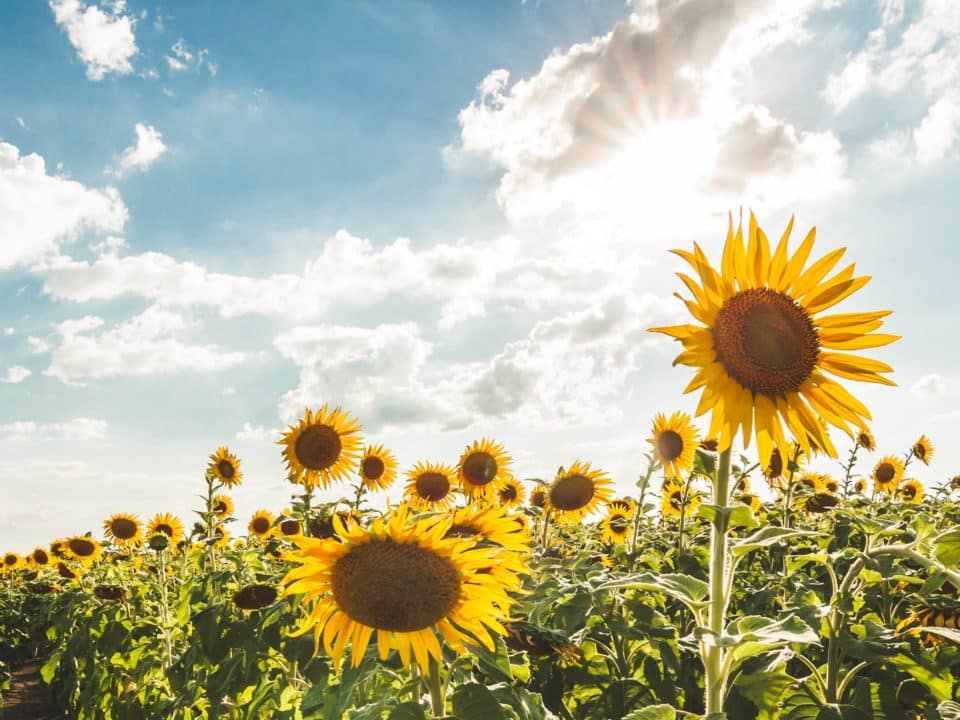 girasoles amarillos