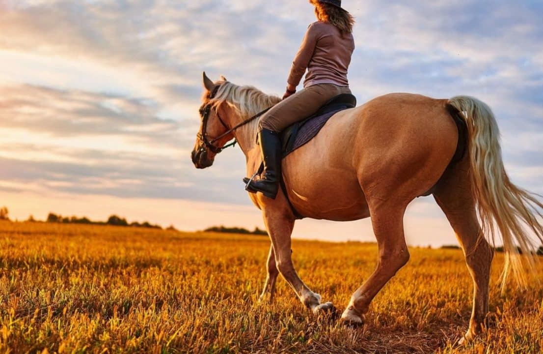 montado caballo