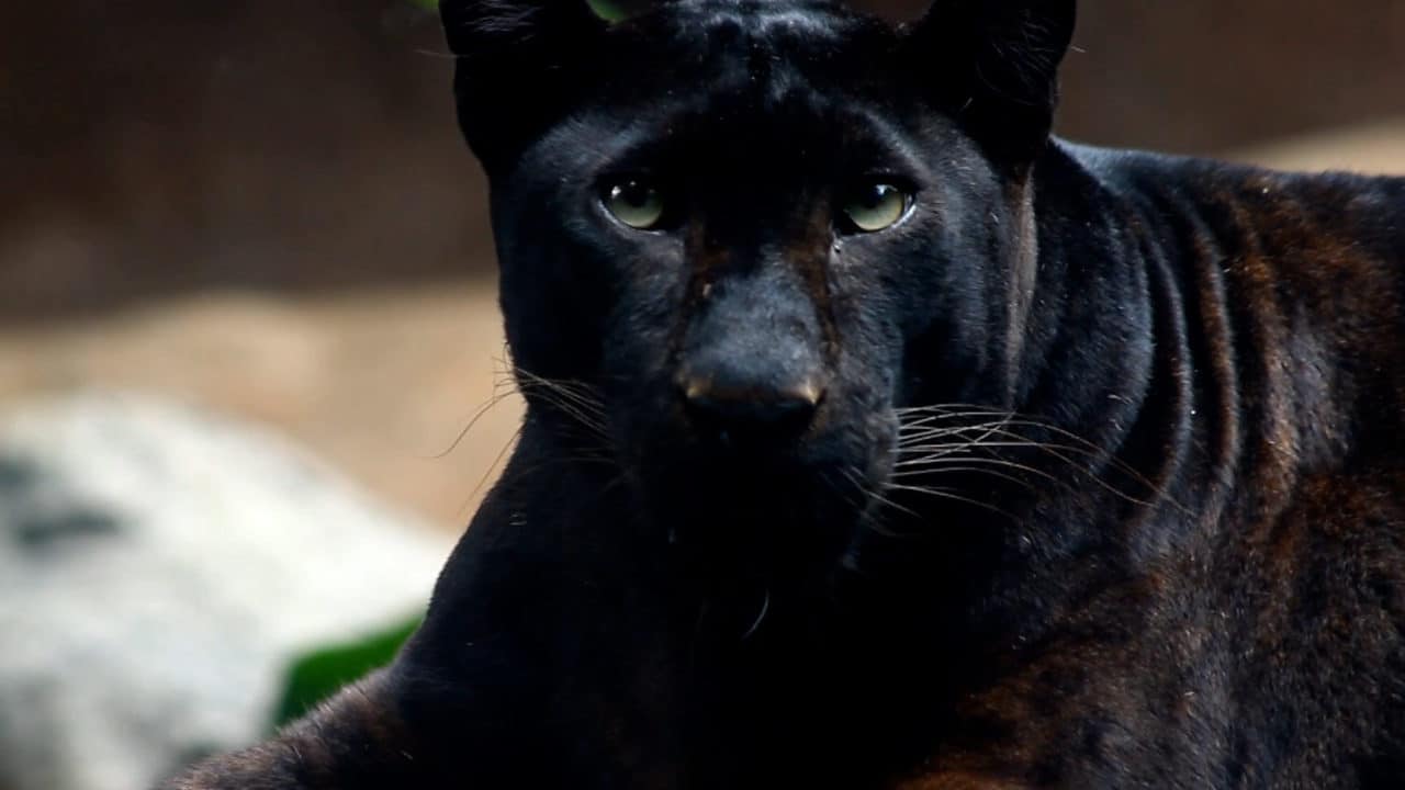 panteras negras