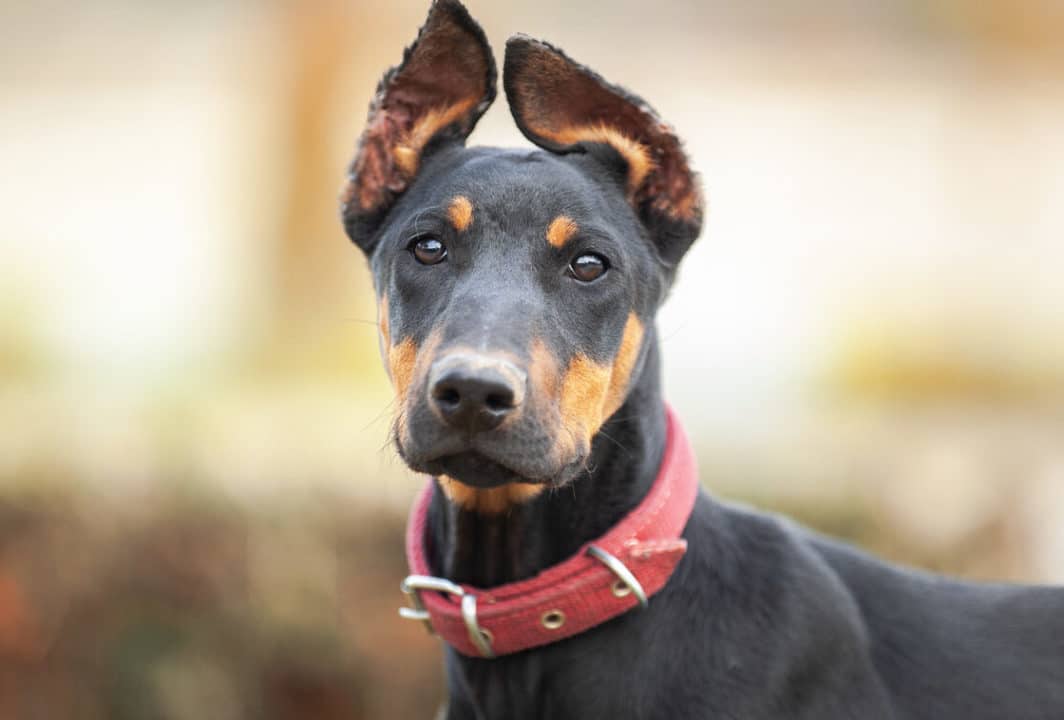 perros doberman