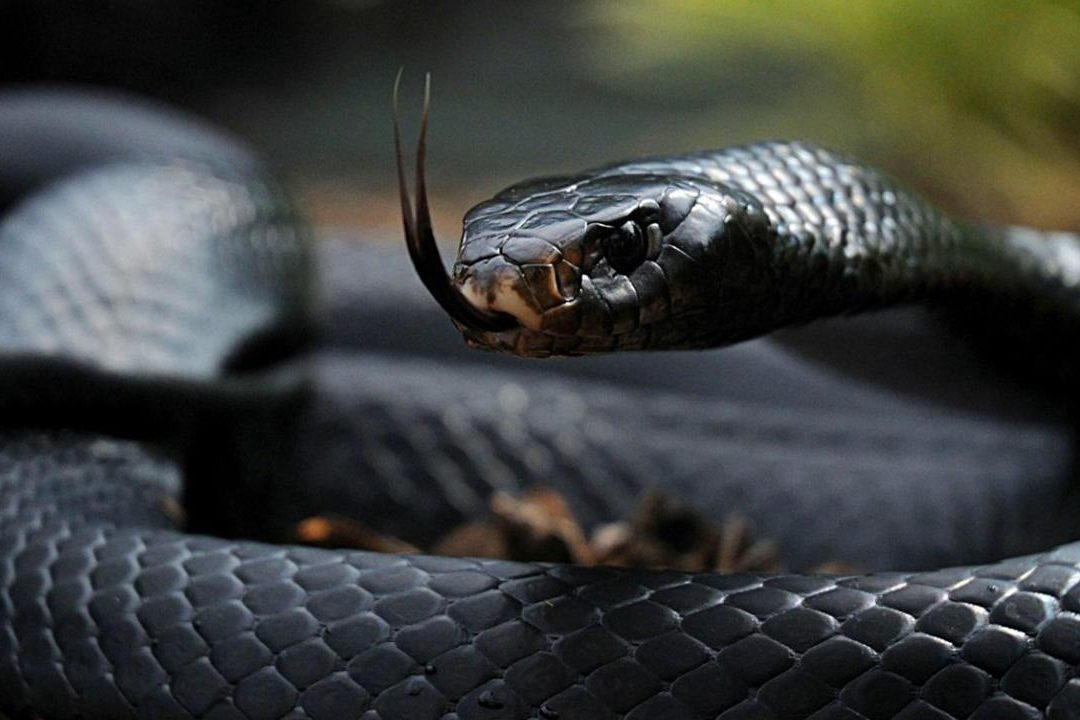 serpiente negra