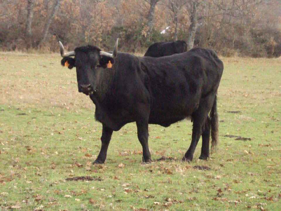 vacas negras