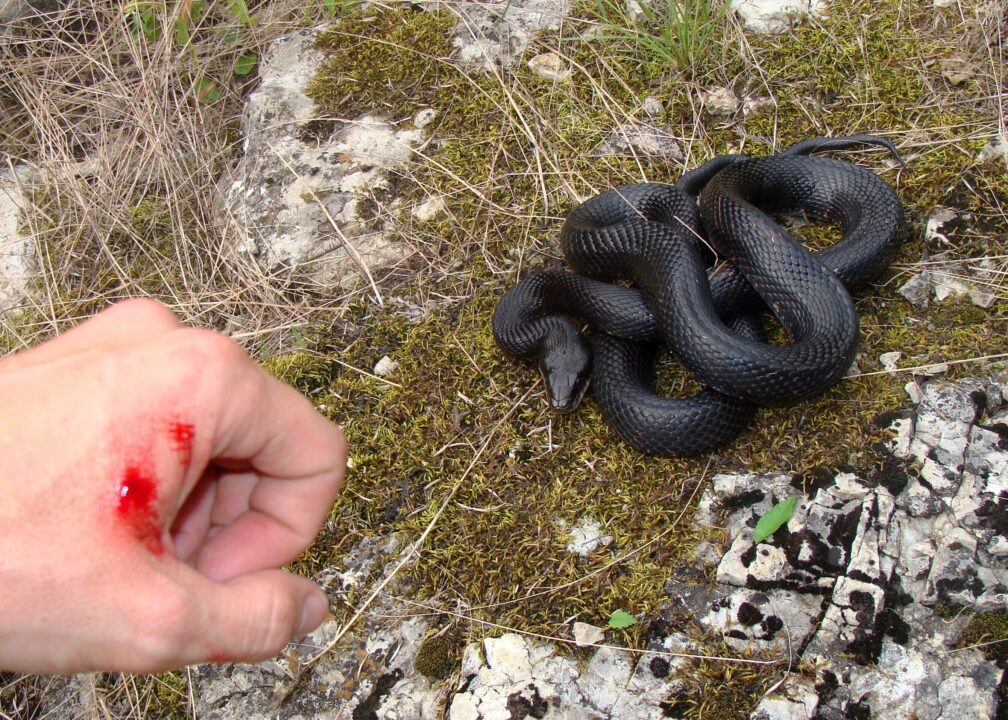 culebra muerde 1