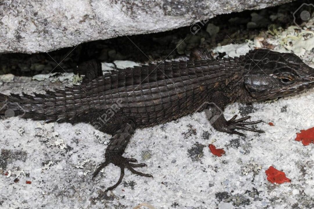 lagarto negro