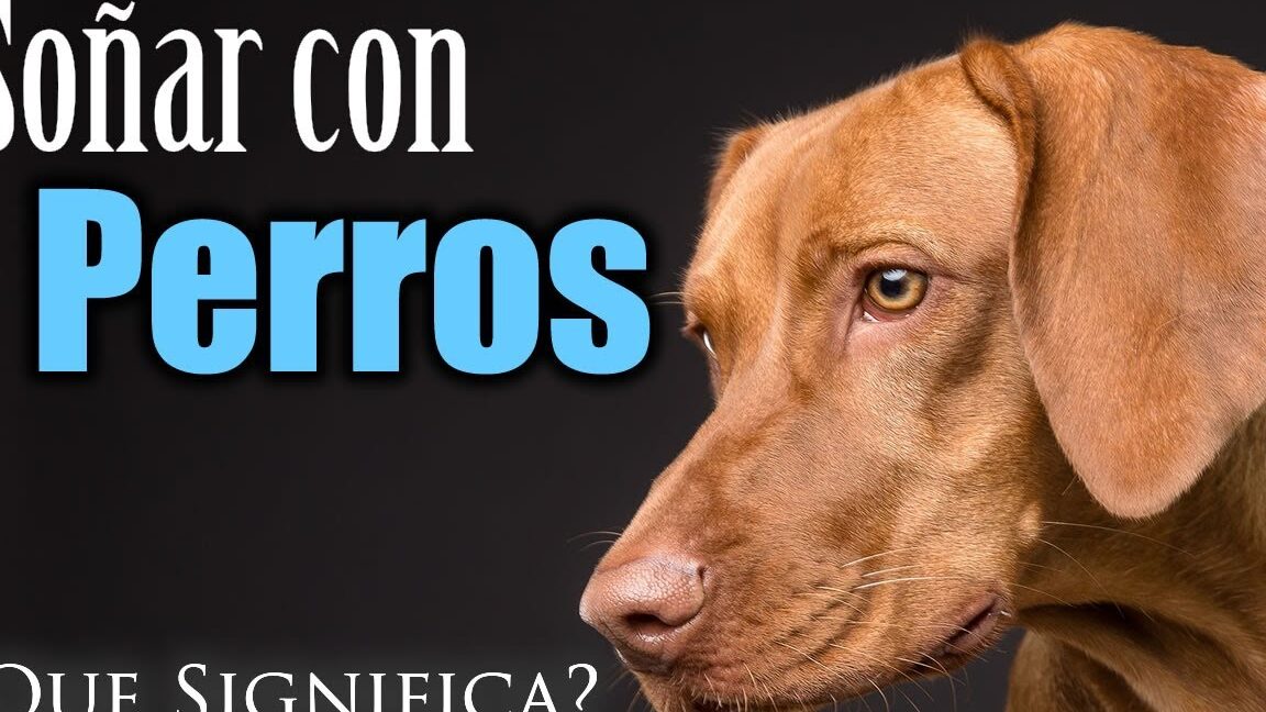 sonar perro